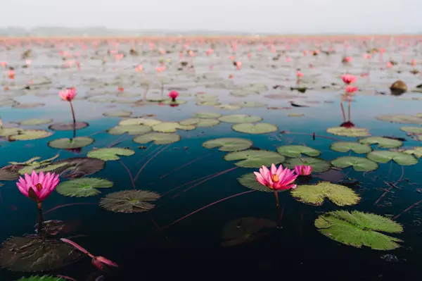 Ladang Teratai Merah Muda Danau Thale Noi Provinsi Phatthalung Thailand — Stok Foto