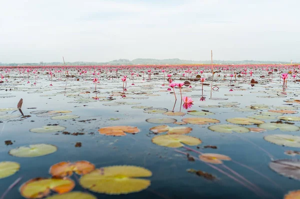 Champ Lotus Rose Lac Thale Noi Province Phatthalung Thaïlande Photo — Photo