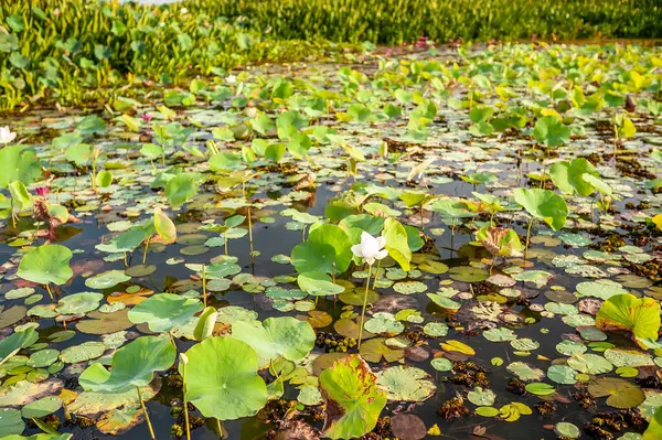 Rosa Lotusfält Vid Thale Noi Sjön Phatthalung Provinsen Thailand Högkvalitativt — Stockfoto