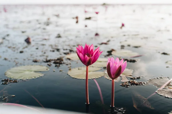 泰国Phatthalung省Thale Noi湖的粉色莲花田 高质量的照片 图库照片