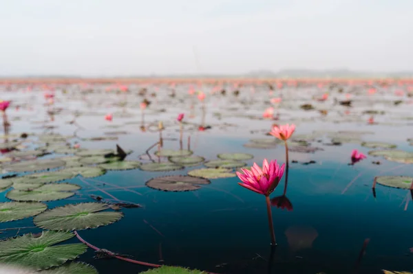 Ladang Teratai Merah Muda Danau Thale Noi Provinsi Phatthalung Thailand Stok Gambar