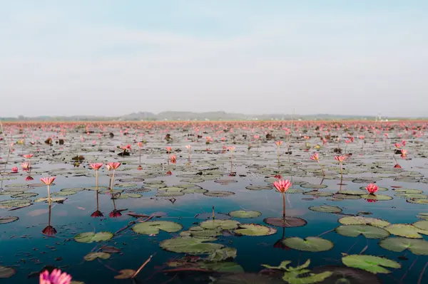 泰国Phatthalung省Thale Noi湖的粉色莲花田 高质量的照片 免版税图库图片