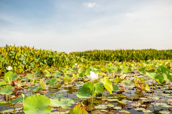 Rosa Lotusfält Vid Thale Noi Sjön Phatthalung Provinsen Thailand Högkvalitativt Stockbild