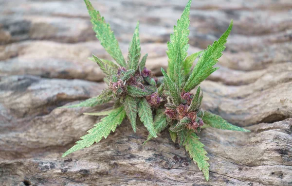 Sluiten Van Bloeiende Cannabisplant Hout — Stockfoto