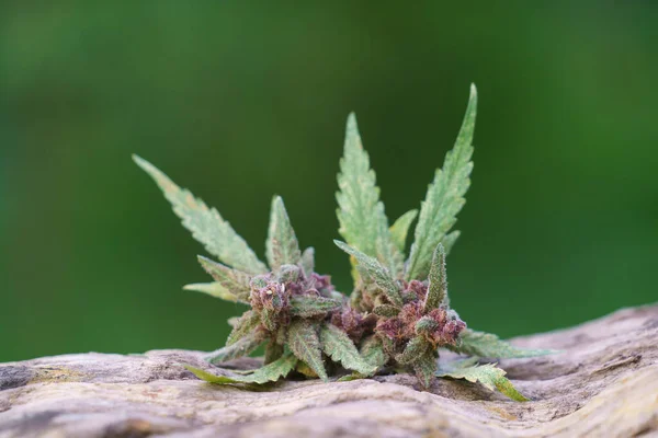 Virágzó Kannabisznövény Közelsége Fán — Stock Fotó