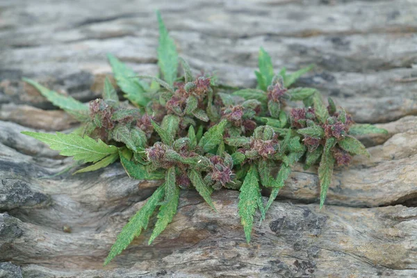 Sluiten Van Bloeiende Cannabisplant Hout — Stockfoto