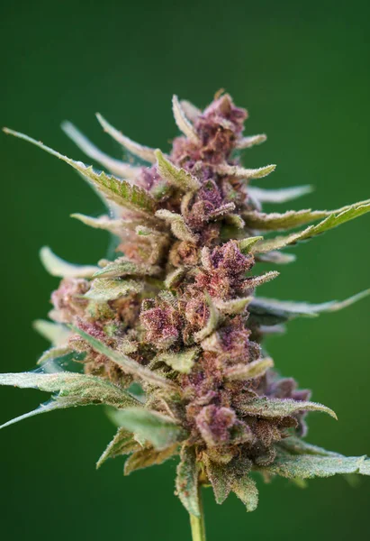 Close Van Bloeiende Cannabisplant Groene Achtergrond — Stockfoto