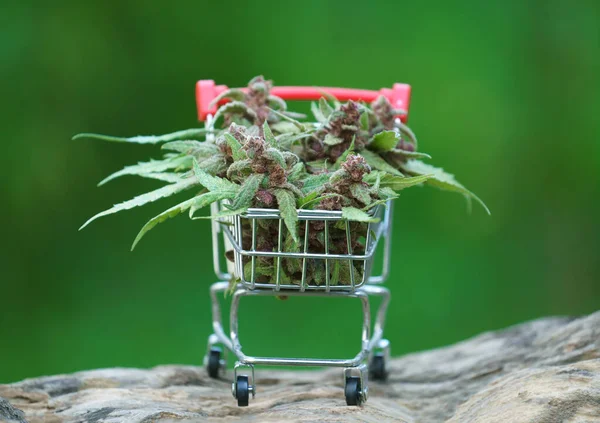 Close up of flowering cannabis plant in trolley