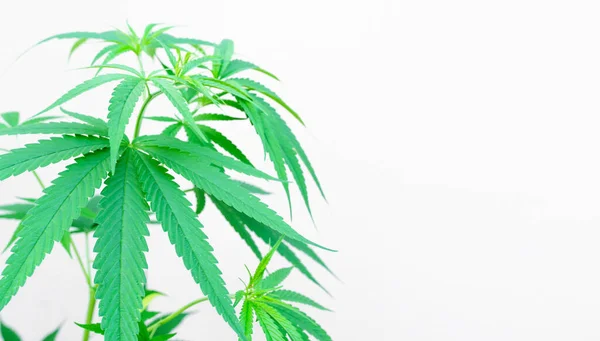 Marijuana Växt Blad Vit Bakgrund — Stockfoto