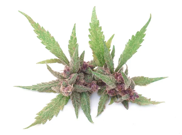 Close Van Bloeiende Cannabisplant Witte Achtergrond — Stockfoto