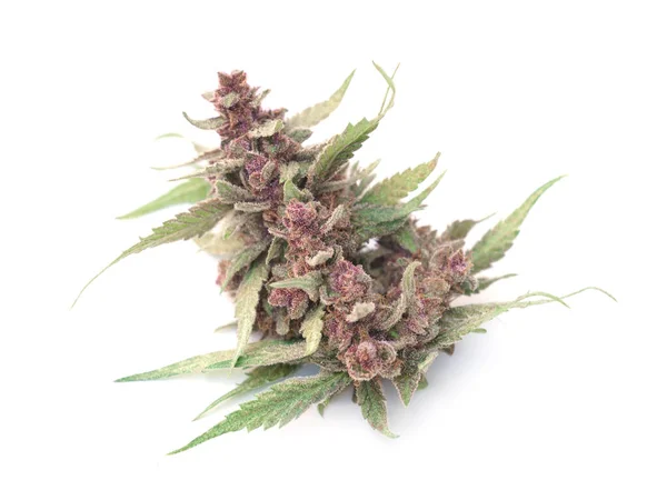 Close Van Bloeiende Cannabisplant Witte Achtergrond — Stockfoto