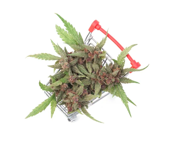 Közelkép Virágzó Kannabisz Növény Targonca Fehér Háttér — Stock Fotó