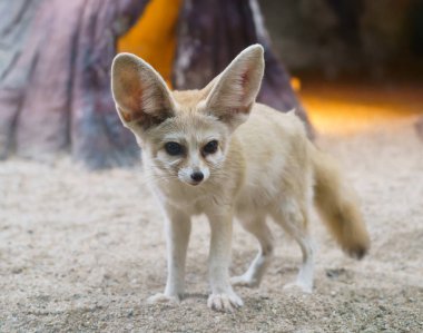 Fennec fox (Vulpes zerda), Sahra 'da yaşayan küçük bir tilkidir. 