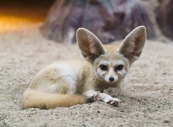 Fennec Fox Vulpes Zerda 是撒哈拉沙漠的一只小狐狸 — 图库照片#