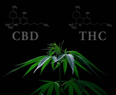 Cbd thc kimyasal yapısına sahip esrar yaprakları