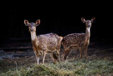 Dişi eksen geyiği ya da hayvanat bahçesinde siyah geçmişi olan benekli geyik.