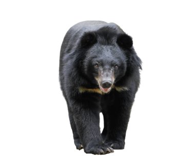 asiatic black bear walking isolated on white background clipart