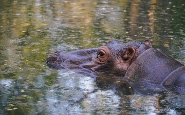 Su aygırlarının başı suyun yüzeyinde.