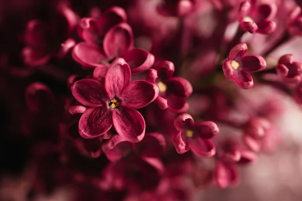 아름다운 라일락꽃은 2023 바이바 마젠타 배경의 트렌디 색상이다 보라색 라일락 스톡 이미지