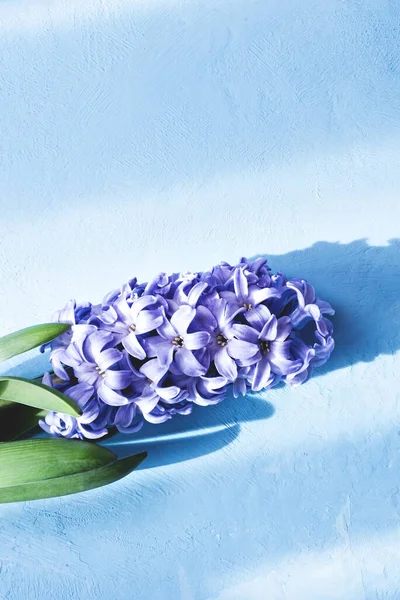 Spring Flower Closeup Hyacinth Purple Blue Background Perfume Blooming Hyacinths —  Fotos de Stock