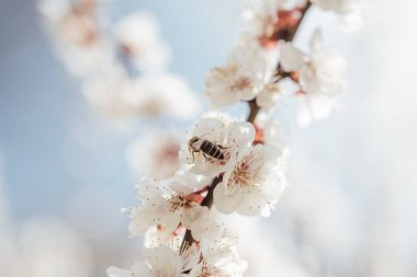 Çiçek açan kiraz dalları ve yumuşak odaklı arı makrosu. Güzel kiraz manzarası. Doğanın çiçekli bahar soyut arka planı. Paskalya ve bahar tebrik kartları. İlkbahar