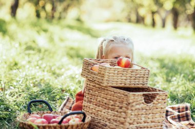 Sonbaharda çiftlikte elma toplayan bir çocuk. Ağaç bahçesinde oynayan küçük kız. Sağlıklı beslenme. Tatlı küçük kız kırmızı lezzetli meyve yiyor. Hasat Konsepti. Elma toplama.