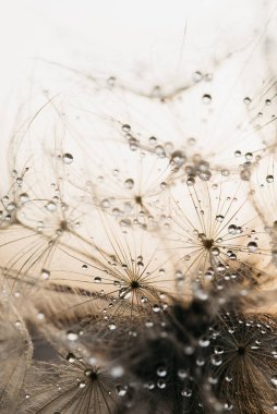Makro doğa. Karahindiba tohumlu makronun üzerine çiy damlaları düşer. Güzel, yumuşak bir günbatımı. Su paraşüt karahindiba üzerine düşer. Uzayı kopyala Su damlacıklarına odaklanın. soyut arkaplan