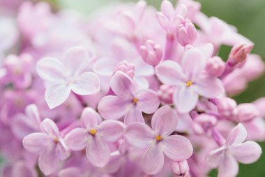 Güzel leylak çiçekleri arka planı. Bahar çiçeği. Çalılıklarda mor leylak çiçeği. Bir buket mor çiçek, sığ tarla derinliği. Anneler Günün kutlu olsun. Uzayı kopyala Pankart hazır.