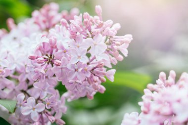 Güzel leylak çiçekleri arka planı. Bahar çiçeği. Çalılıklarda mor leylak çiçeği. Bir buket mor çiçek, sığ tarla derinliği. Anneler Günün kutlu olsun. Uzayı kopyala Pankart hazır.