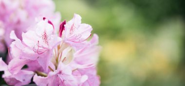 Blooming pink azalea flowers close up nature spring background. floral background lush fresh azalea flowers. Beautiful Rhododendron. springtime in botanical garden. Bush in bloom. Place for text.