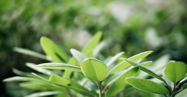Bulanık yeşil arkaplandaki yeşil yaprağın fotokopi alanı ile yakın doğa görüntüsü. Bahar arkaplanı doğal yeşil bitkiler manzara, ekoloji, taze konsept. seçici odak