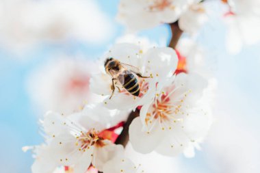 Uçan Bal Arısı 'nın çiçekten arı poleni toplamasına yakın çekim. Arı bal topluyor. Yaz ve bahar arkaplanları, beyaz kiraz çiçekleri uçan böcekler.