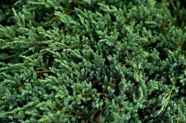 Evergreen green natural background. Background with bright green cypress tree close up with place for text. Thuja texture.