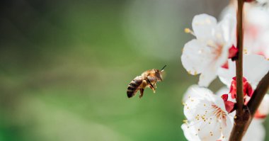 Çiçek açan kiraz dalları ve yumuşak odaklı arı makrosu. Güzel kiraz manzarası. Doğanın çiçekli bahar soyut arka planı. Paskalya ve bahar tebrik kartları. İlkbahar