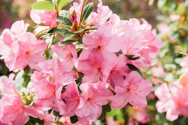 Blooming Pink Azalea Flowers Close Nature Spring Background Floral Background — Stock fotografie