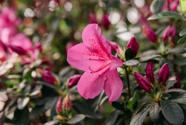 Serada Azalia Rhododendron melez seçimi var. çiçek arkaplanı. Yumuşak odaklanma. Makro görünüm