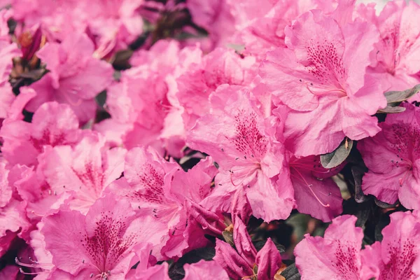 Virágzó Hibrid Azalia Rhododendron Hibridszelekció Üvegházban Virág Háttér Finoman Koncentrálj — Stock Fotó