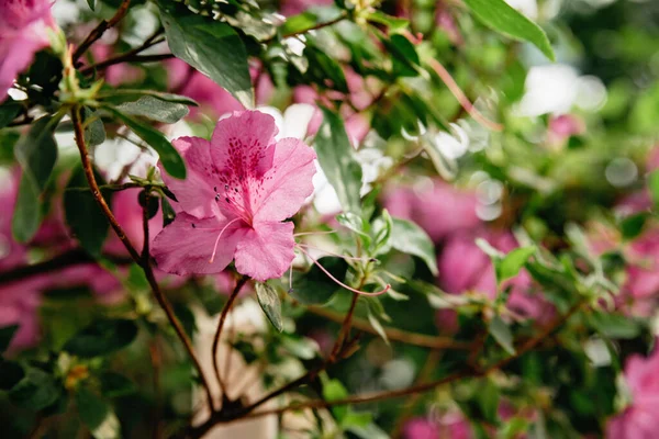 Blommande Hybrid Azalia Rhododendron Hybridum Urval Växthus Blomma Bakgrund Mjukt — Stockfoto