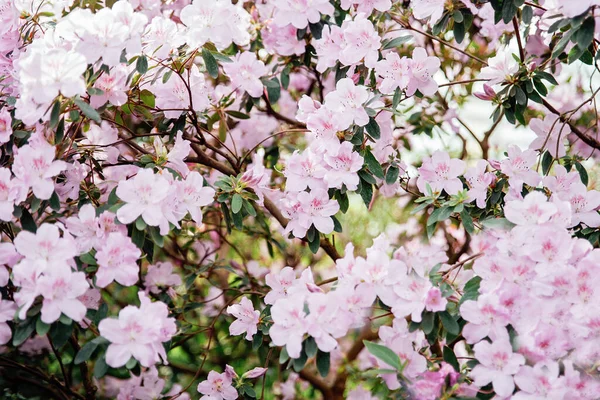 Квіти Рожевої Азалії Закривають Природне Весняне Тло Цвіте Тлі Квіткових — стокове фото
