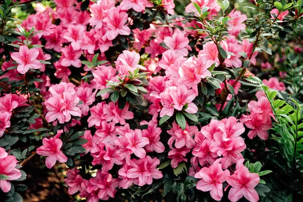 분홍빛 자연의 배경을 덮는다 레이아 아름다운 드론이야 식물원의 봄철이었다 꽃피는 — 스톡 사진