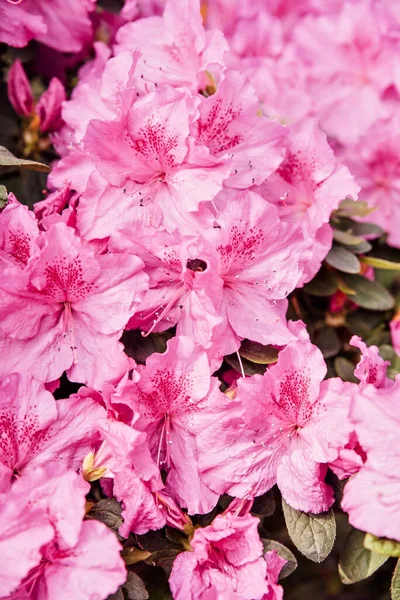 Virágzó Hibrid Azalia Rhododendron Hibridszelekció Üvegházban Virág Háttér Finoman Koncentrálj — Stock Fotó