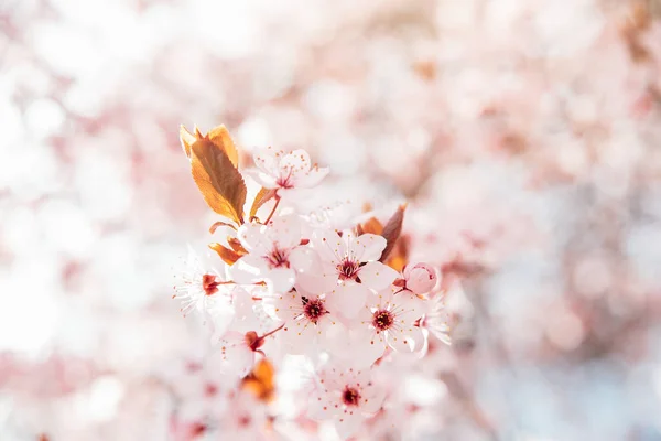 Spring Background White Blossoms Sunbeamson Branches Blossoming Almond Macro Soft — Stock Photo, Image