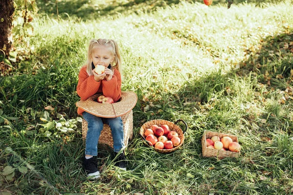 Дитина Збирає Яблука Фермі Восени Маленька Дівчинка Грає Дерев Яному — стокове фото