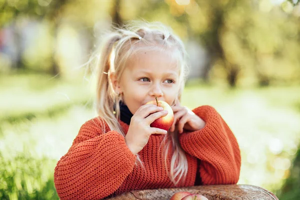 stock image Child picking apples on farm in autumn. Little girl playing in tree orchard. Healthy nutrition. Cute little girl eating red delicious fruit. Harvest Concept. Apple picking.