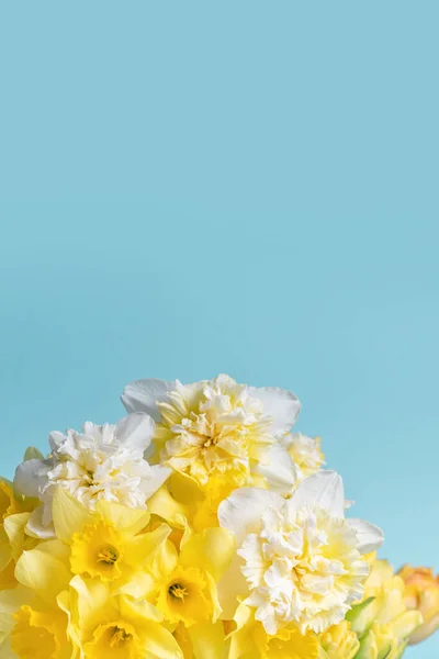 Gula Blommor Påskliljor Blå Bakgrund Bukett Med Gula Narcissus Eller — Stockfoto