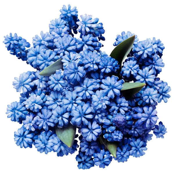 Jarní Květiny Kytice Muscari Jaro Květinové Hrozny Hyacinth Izolované Bílém — Stock fotografie