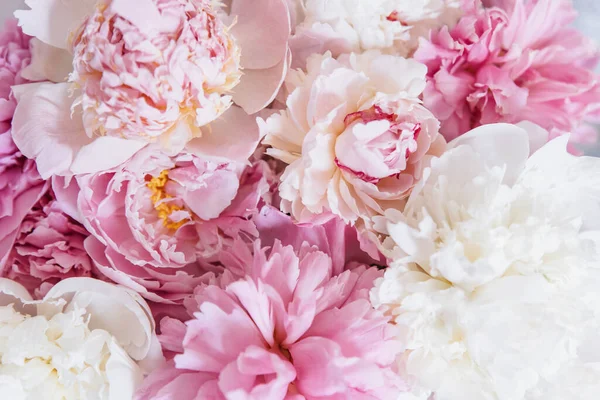 Bunga Bunga Peoni Pastel Dalam Bunga Mekar Latar Belakang Perayaan — Stok Foto