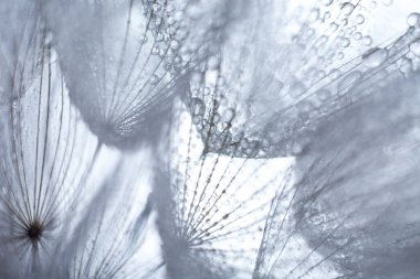 Karahindiba tohumlu makronun üzerine güzel çiy damlaları düşer. Güzel, yumuşak, mavi arka plan. Su paraşütlü karahindibanın üzerine düşer. Boşluğu kopyala