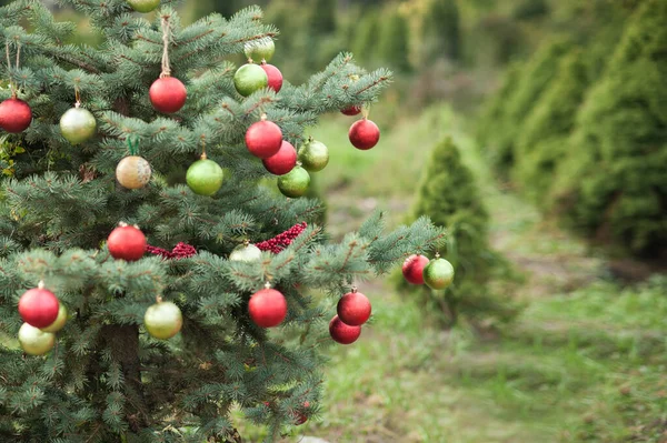 Albero Natale Decorato Nel Parco Dei Pini Buon Natale Ciao — Foto Stock