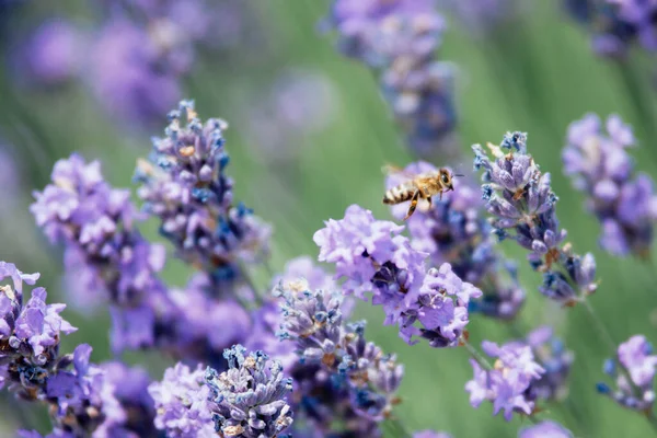 蜂蜜蜜蜂授粉薰衣草花 植物与昆虫腐烂 淡淡的夏天背景是蜜蜂点缀的薰衣草花 漂亮的壁纸 软焦点 薰衣草田蜜蜂飞过花朵 — 图库照片